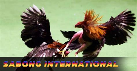 new sabong international